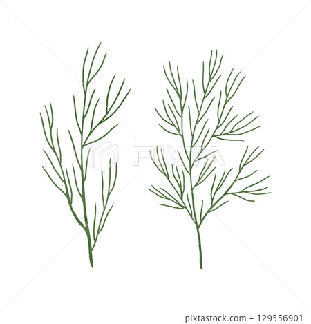 A set of thin, grass-like plant branches for green design. Handmade illustrations, watercolors, and pastels. Highlighted on a white background. For print design 129556901