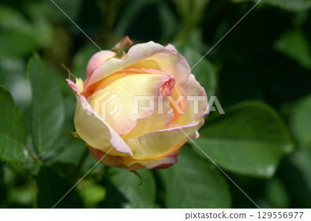 Peche Bonbon Rose Flower Peche Bonbon Rose Flower 129556977