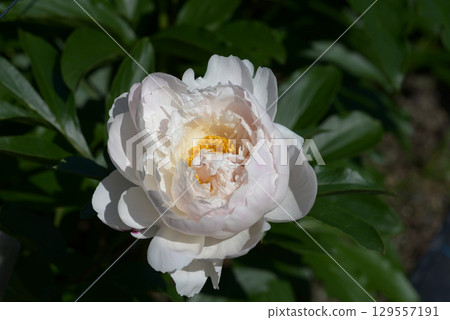 Raspberry Thunder Peony Raspberry Thunder Peony 129557191