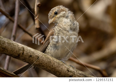 Juvenile Red-backed Shrike sitting on a tree branch. 129557231