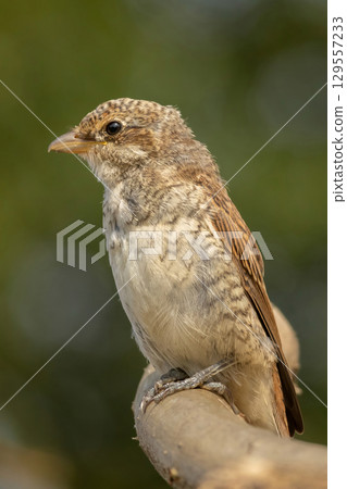 Juvenile Red-backed Shrike sitting on a tree branch. Juvenile Red-backed Shrike sitting on a tree branch. 129557233