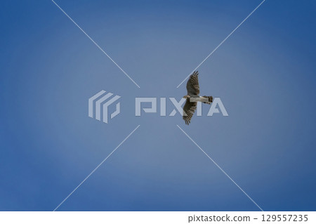 Northern goshawk accipiter gentilis adult flying in blue sky. 129557235