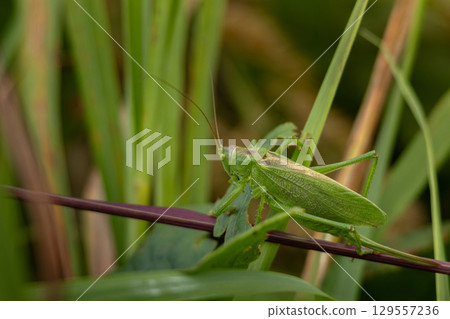 Green grasshoper sitting on the leaf in a garden 129557236