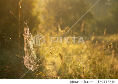 Spider web on a meadow grass early in the morning sun. Spider web on a meadow grass early in the morning sun. 129557240