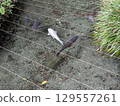 Scenery with a pond 129557261