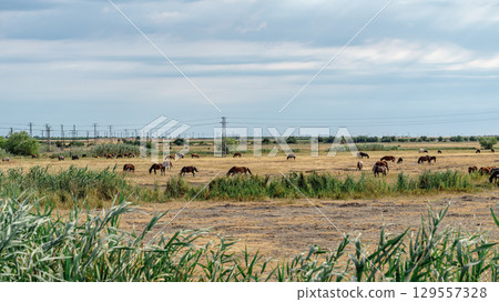 Horses grazing in vast open meadow with tall grass and distant power lines under cloudy blue sky. Concept of pastoral landscape, rural nature, countryside wildlife scene 129557328