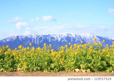 滋賀郡琵琶湖 - 守山第一渚公園的油菜花和白雪皚皚的比良山遠景 滋賀郡琵琶湖 - 守山第一渚公園的油菜花和白雪皚皚的比良山遠景 129557429