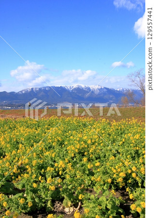 滋賀郡琵琶湖 - 守山第一渚公園的油菜花和白雪皚皚的比良山遠景 129557441