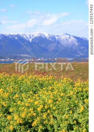 滋賀郡琵琶湖 - 守山第一渚公園的油菜花和白雪皚皚的比良山遠景 滋賀郡琵琶湖 - 守山第一渚公園的油菜花和白雪皚皚的比良山遠景 129557443