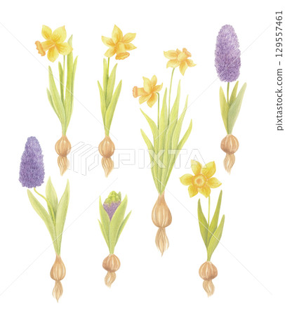 Watercolor daffodils and hyacinths with bulbs isolated on white 129557461