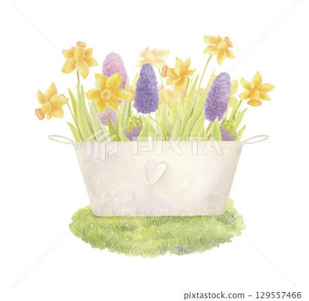 Watercolor daffodils and hyacinths in vintage metal tub isolated on white background Watercolor daffodils and hyacinths in vintage metal tub isolated on white background 129557466