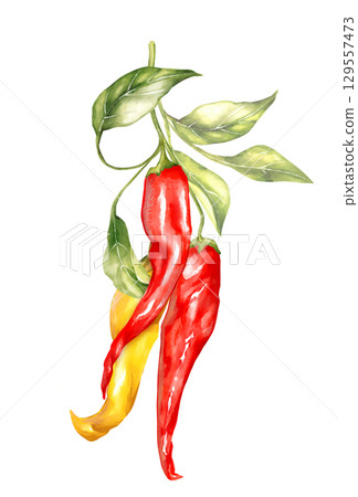 Hand-drawn illustration featuring a cluster of red and yellow chili peppers with fresh green leaves on a branch. Perfect for spicy food themes and vibrant culinary designs Hand-drawn illustration featuring a cluster of red and yellow chili peppers with fresh green leaves on a branch. Perfect for spicy food themes and vibrant culinary designs 129557473
