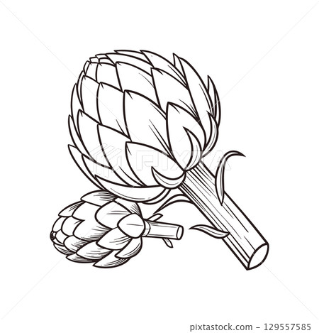 Artichoke sketch engraving illustration.  Black and white hand drawn botanical image. 129557585