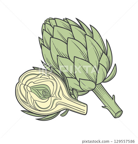 Sketch of artichoke in color. Hand drawn botanical illustration. 129557586