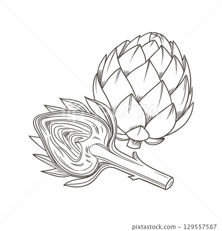 Artichoke sketch engraving illustration.  Black and white hand drawn botanical image. 129557587