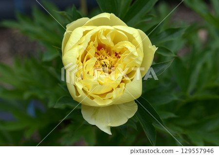 Bart Zera Peony Bart Zera Peony 129557946