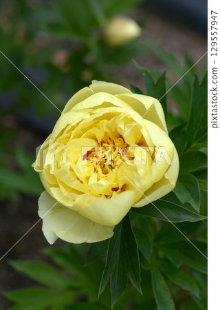 Bart Zera Peony Bart Zera Peony 129557947