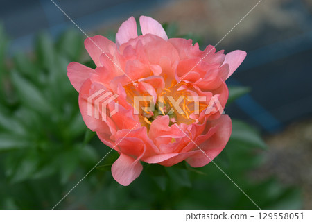 Myfluli Peony 129558051