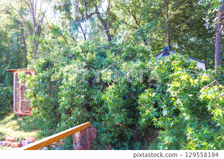 Storm damage in wooded area with fallen tree branches obstructing view after strong wind hurricane Storm damage in wooded area with fallen tree branches obstructing view after strong wind hurricane 129558194