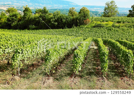 Vineyards around Satigny Village, Geneva surroundings, Swiss. Vineyards around Satigny Village, Geneva surroundings, Swiss. 129558249