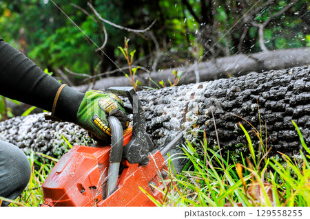 Chainsaw operator cuts fallen log in forest clearing during summer day Chainsaw operator cuts fallen log in forest clearing during summer day 129558255