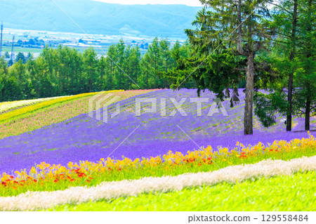 薰衣草田 129558484