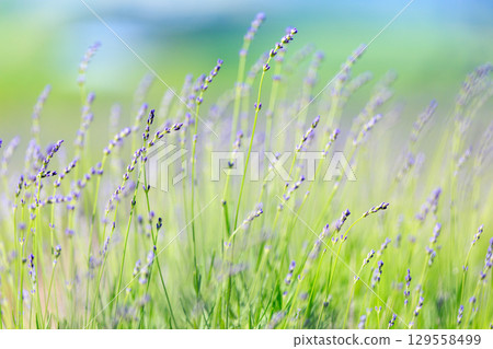 薰衣草 129558499