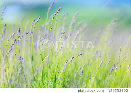 薰衣草 129558500