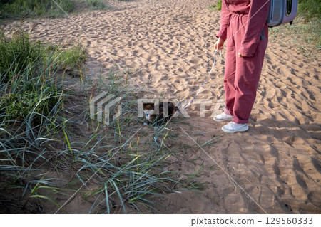 Scared cautious cat on leash glancing around stepping carefully on sandy beach walk. First time out 129560333