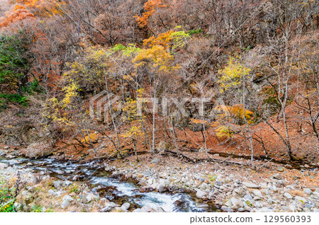 Yamanashi Autumn leaves at Nigawa Valley Ryumonkyo Yamanashi Autumn leaves at Nigawa Valley Ryumonkyo 129560393