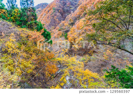 山梨 丹川溪谷龍門峽的秋葉 山梨 丹川溪谷龍門峽的秋葉 129560397