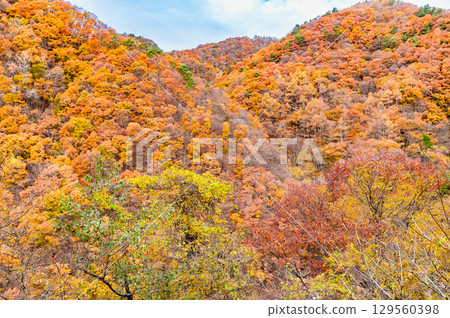 山梨 丹川溪谷龍門峽的秋葉 129560398