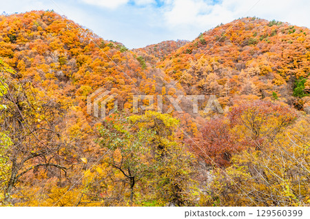 山梨 丹川溪谷龍門峽的秋葉 129560399