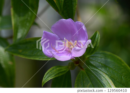 No button No button 129560410