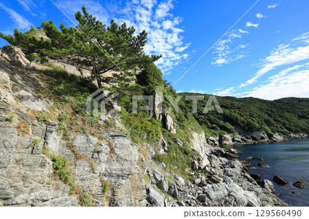 愛媛縣伊方町番所花 129560490