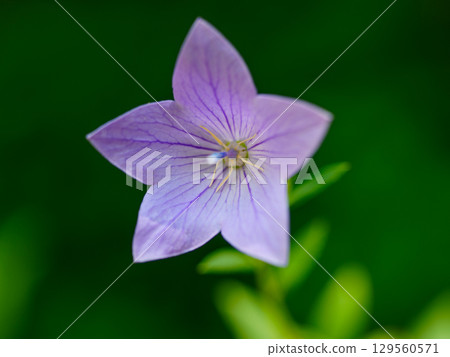blue bellflower 129560571
