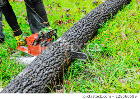Chopping burnt tree trunk with chainsaw in grassy area after wildfire Chopping burnt tree trunk with chainsaw in grassy area after wildfire 129560599