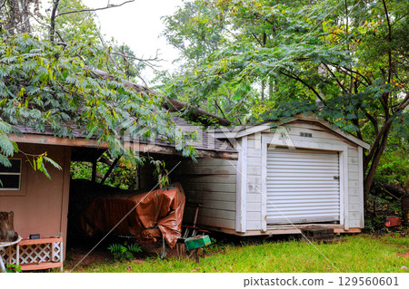 Fallen tree disrupts shed, garage area in residential backyard during early morning rainstorm Fallen tree disrupts shed, garage area in residential backyard during early morning rainstorm 129560601