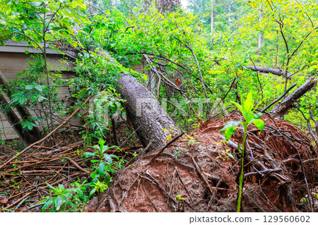 Fallen tree disrupts natural landscape in wooded area after recent storm Fallen tree disrupts natural landscape in wooded area after recent storm 129560602