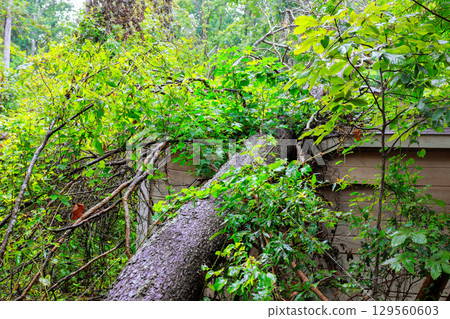 Tree falls onto building in wooded area after storm, causing damage disruption to surroundings Tree falls onto building in wooded area after storm, causing damage disruption to surroundings 129560603