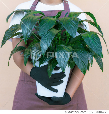 Florist holding indoor plant spathiphyllum on beige background 129560627