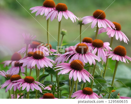 Echinacea Echinacea 129560635