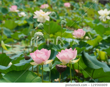 Lotus blooming side by side Lotus blooming side by side 129560809