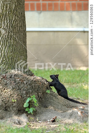Squirrel in the park 129560863