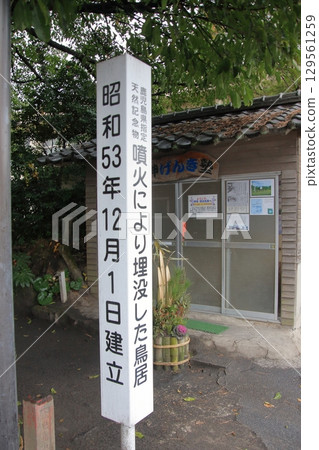 Kagoshima Prefecture: Sakurajima and the remains of the great eruption: Kurokami Buried Torii Kagoshima Prefecture: Sakurajima and the remains of the great eruption: Kurokami Buried Torii 129561259