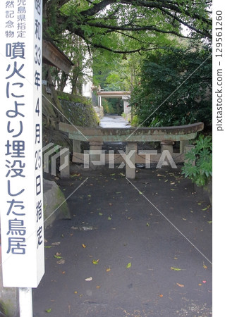 Kagoshima Prefecture: Sakurajima and the remains of the great eruption: Kurokami Buried Torii Kagoshima Prefecture: Sakurajima and the remains of the great eruption: Kurokami Buried Torii 129561260