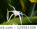 Hymenocallis calibaea, native to the West Indies, has beautiful white petals that resemble spider legs. 129561306