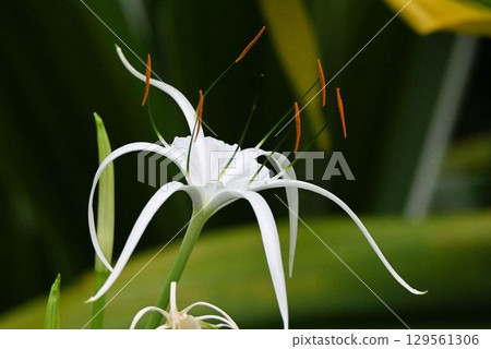Hymenocallis calibaea, native to the West Indies, has beautiful white petals that resemble spider legs. 129561306