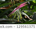 Billbergia distacia, a plant native to Brazil, has cute inflorescences that curve and grow from pink bracts. 129561375