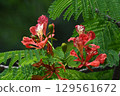 Delonix regia, a plant native to Madagascar with beautiful red butterfly-wing-shaped petals 129561672